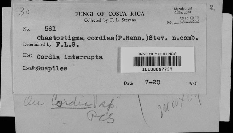 Epipolaeum cordiicola image