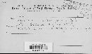 Golovinomyces cichoracearum image
