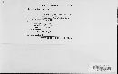 Golovinomyces cichoracearum image
