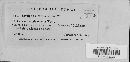 Golovinomyces cichoracearum image