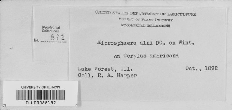 Erysiphe corylacearum image