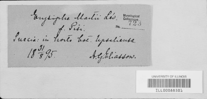 Erysiphe pisi var. pisi image