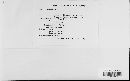 Erysiphe polygoni image
