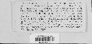 Erysiphe polygoni image