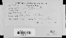 Erysiphe polygoni image