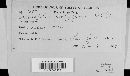 Erysiphe polygoni image