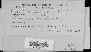 Erysiphe polygoni image