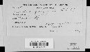 Erysiphe polygoni image