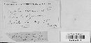 Erysiphe polygoni image