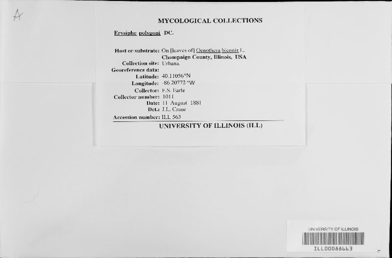 Erysiphe polygoni image