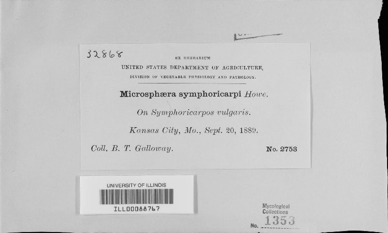 Erysiphe symphoricarpi image