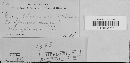 Erysiphe syringae image