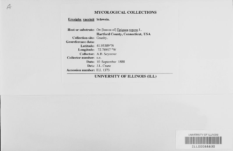 Erysiphe vaccinii image
