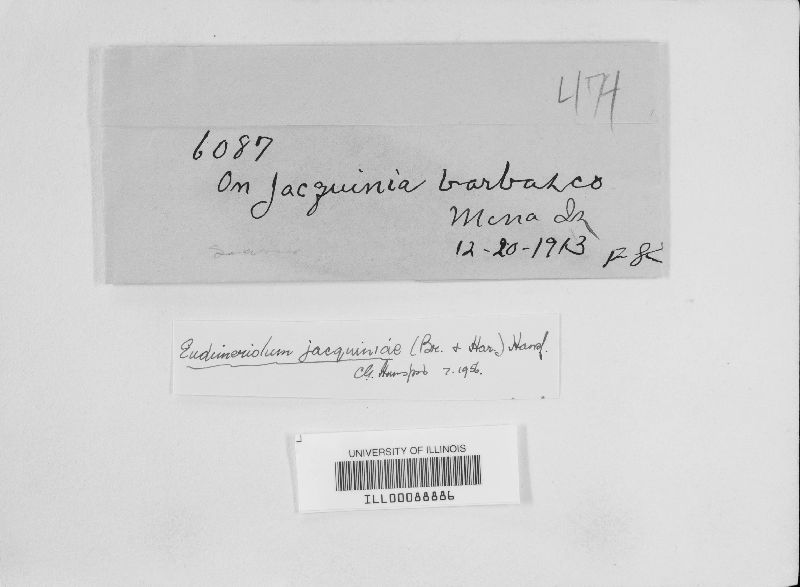 Eudimeriolum jacquiniae image