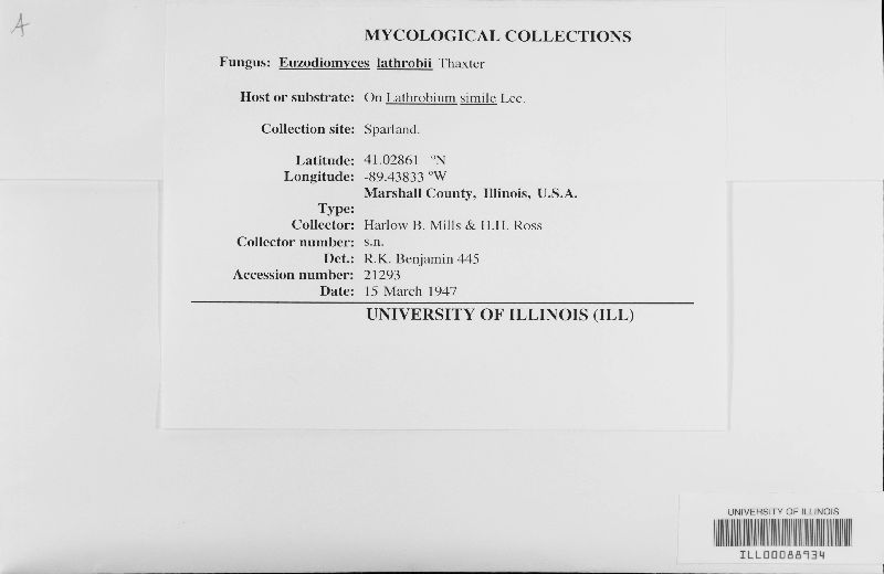 Euzodiomyces lathrobii image