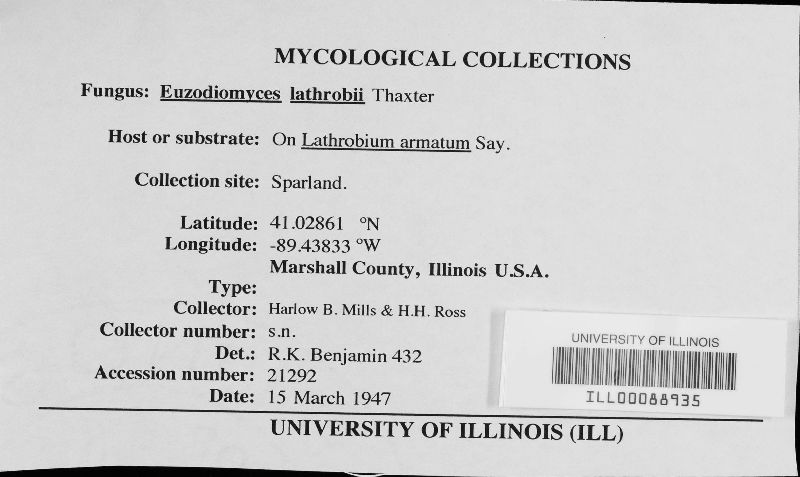 Euzodiomyces image