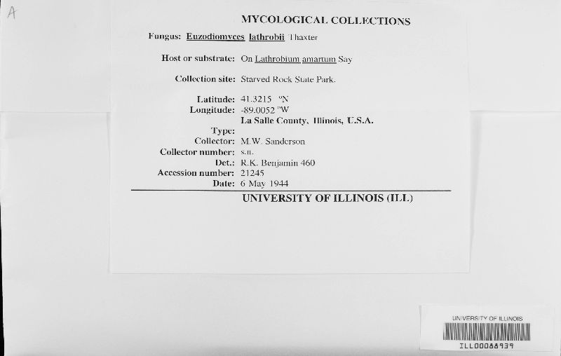 Euzodiomyces lathrobii image