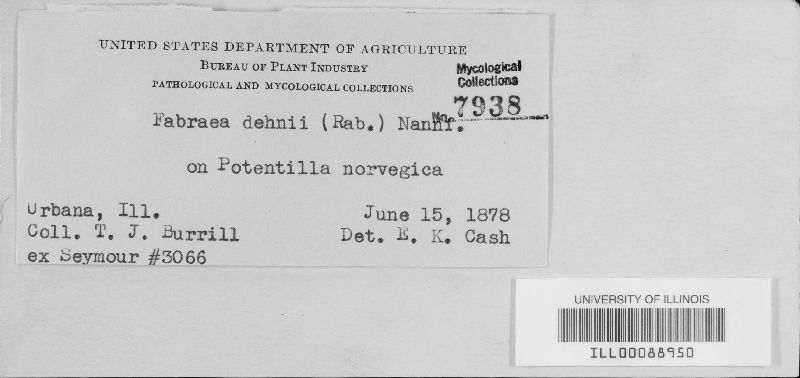 Fabraea dehnii image