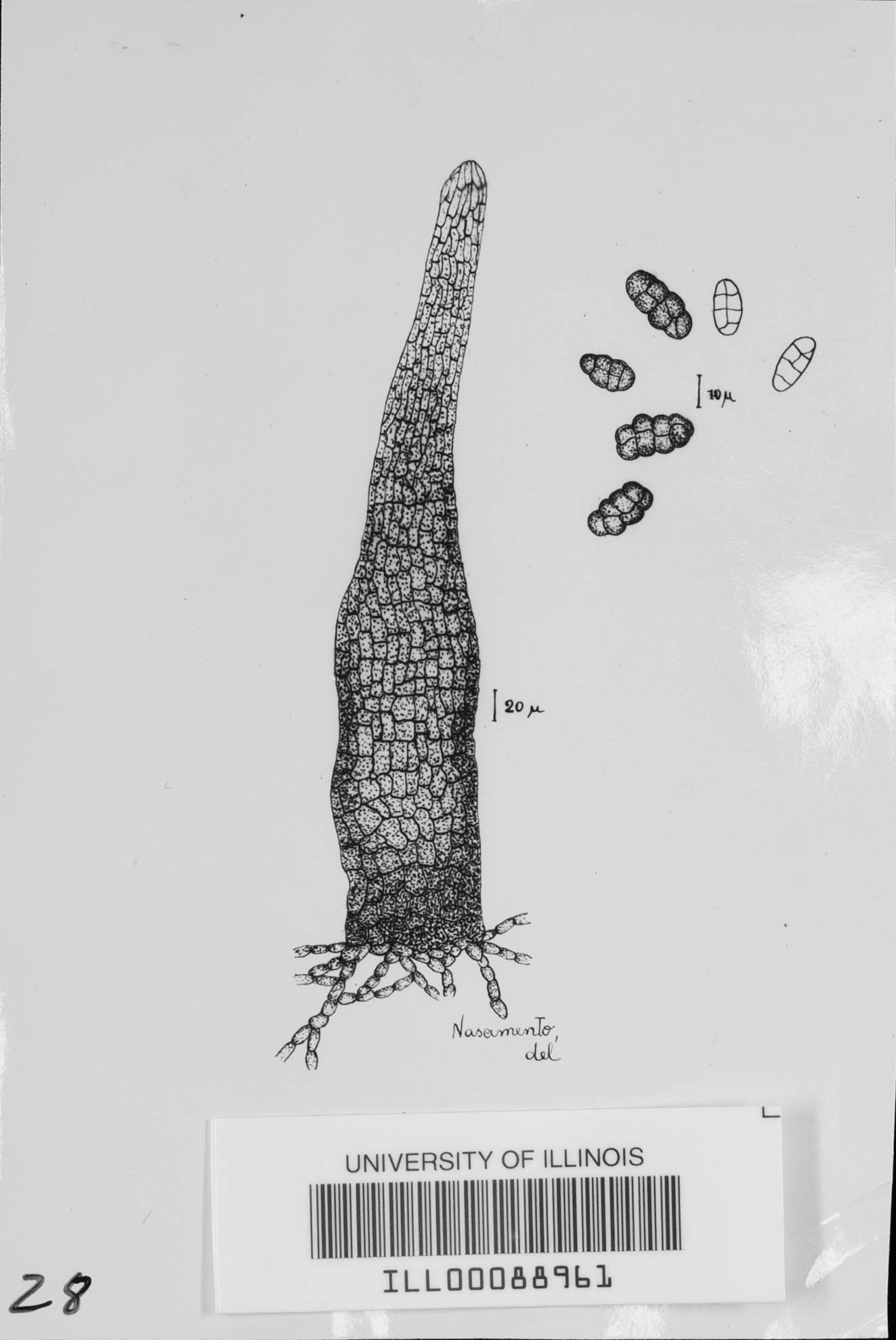 Polychaeton tenellum image