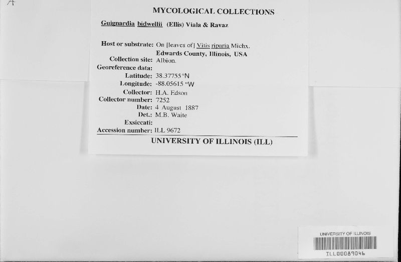 Guignardia bidwellii image