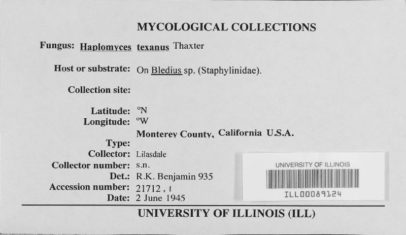 Haplomyces image