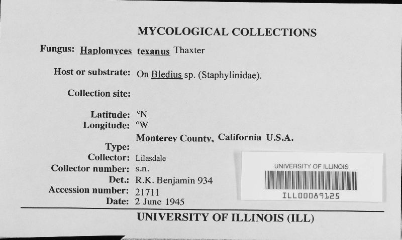 Haplomyces texanus image