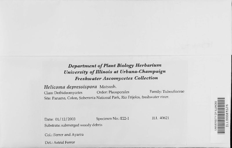 Helicoma depressispora image