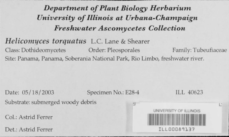 Helicomyces torquatus image