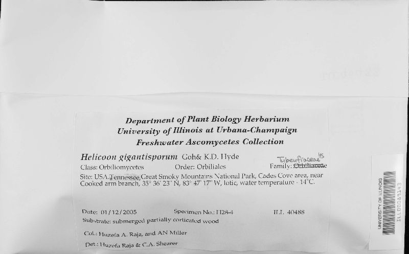Helicoön gigantisporum image