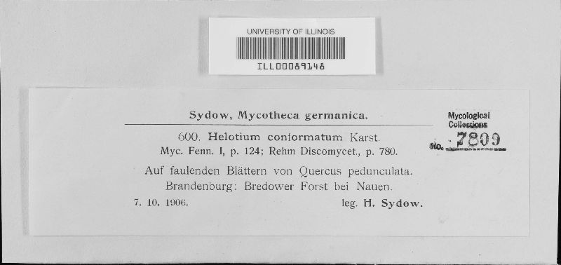 Helotium conformatum image