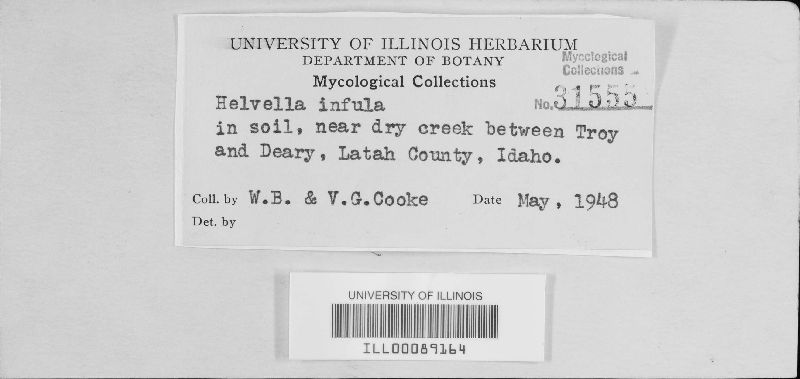 Helvella infula image