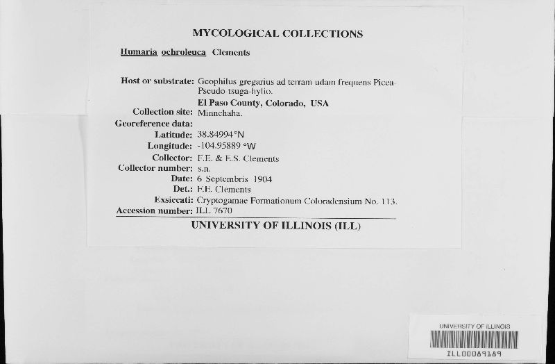 Humaria ochroleuca image