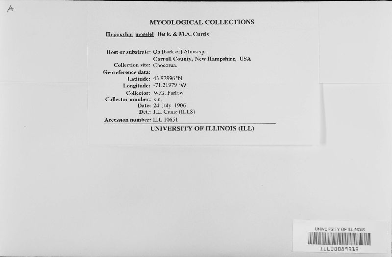 Hypoxylon moselei image