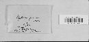 Hysterium pulicare image