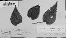 Irenopsis aciculosa image