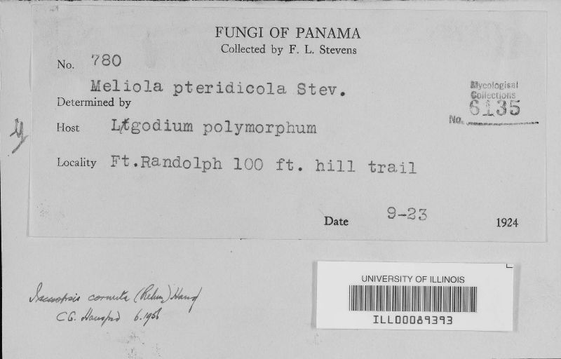Irenopsis cornuta image