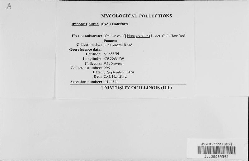 Irenopsis hurae image
