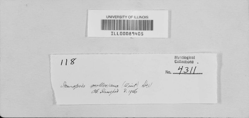 Irenopsis molleriana image