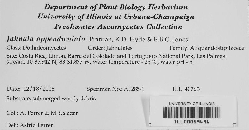 Jahnula appendiculata image