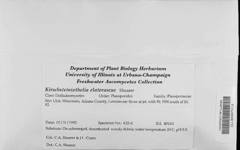 Kirschsteiniothelia elaterascus image