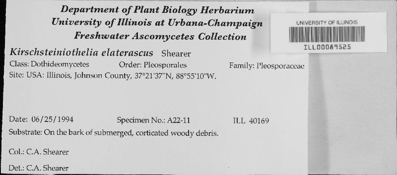 Kirschsteiniothelia elaterascus image