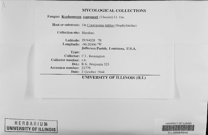 Kyphomyces copropori image