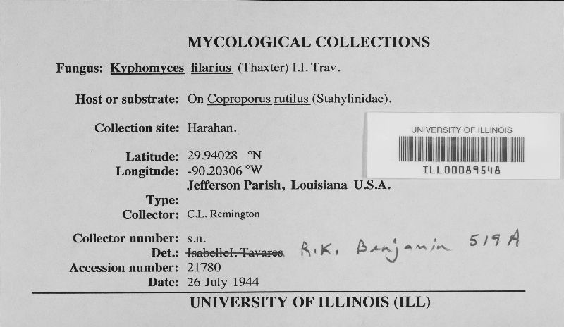 Kyphomyces filarius image