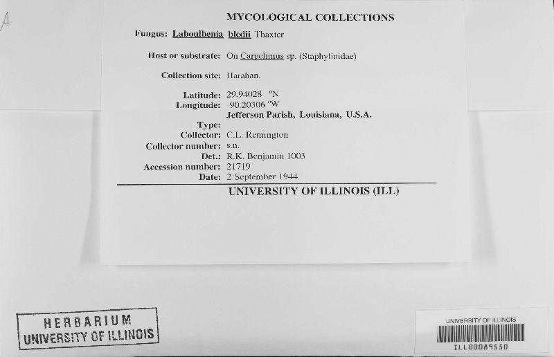 Laboulbenia bledii image