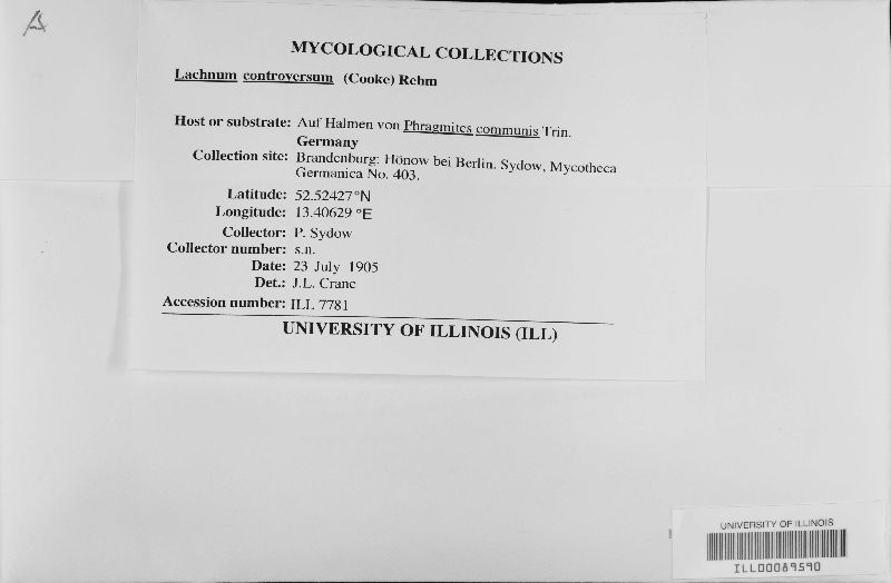 Lachnum controversum image