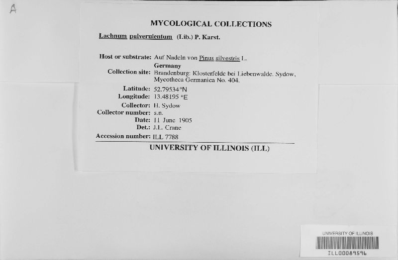 Lachnum pulverulentum image
