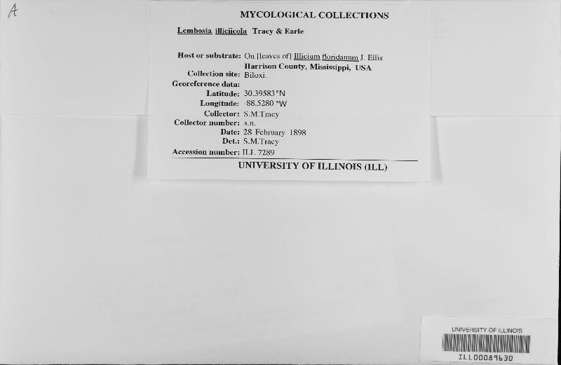 Lembosia image