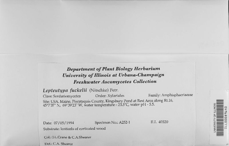 Lepteutypa image