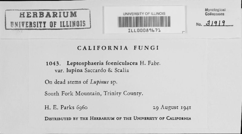 Leptosphaeria foeniculacea image