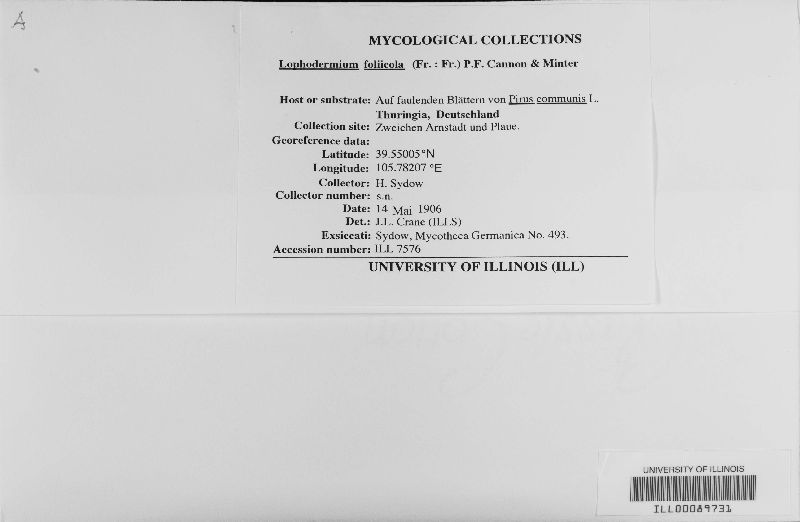 Lophodermium foliicola image